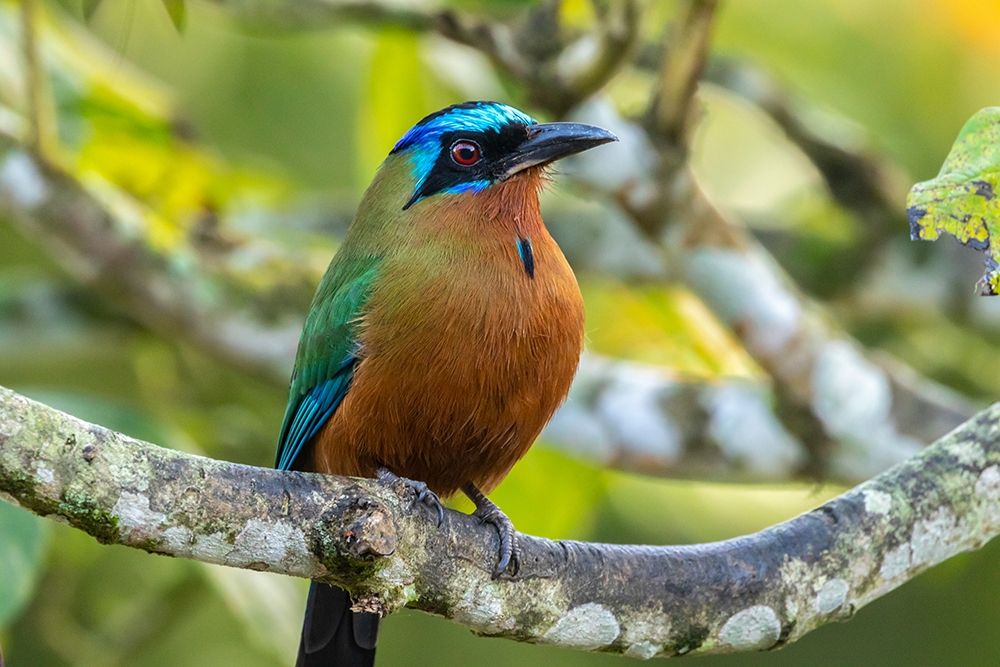 Caribbean-Tobago Motmot bird on limb